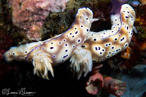 Trailing Hypselodoris tryoni/Photographed with a Canon 60... by Laurie Slawson 